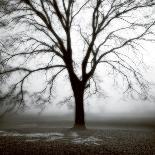 Fog Tree Study I-Jamie Cook-Framed Giclee Print