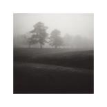 Fog Tree Study II-Jamie Cook-Giclee Print