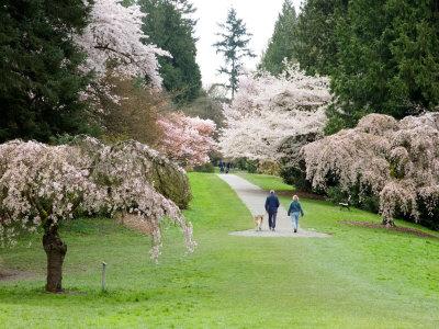 芸術写真 FLOWERS and TREES Cherry Trees Blossoming in the Spring, Washington Park