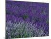 Premium Photographic Print