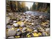 Photographic Print