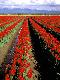 Premium Photographic Print