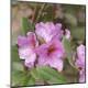 Premium Photographic Print