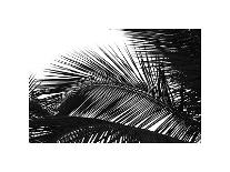 Palms 4 (detail)-Jamie Kingham-Art Print