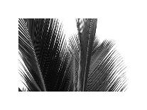 Palms 11-Jamie Kingham-Art Print