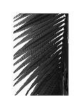 Palms, no. 4-Jamie Kingham-Giclee Print