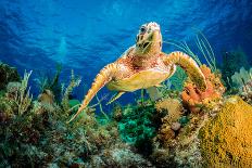 Hawksbill Turtle Swimming Through Caribbean Reef-Jan Abadschieff-Mounted Photographic Print