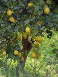 Close-Up of Lemon Tree, Denia, Spain, Europe-Jan Baldwin-Premier Image Canvas