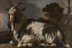 Goat Lying Down-Jan Baptist Weenix-Art Print
