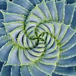 Spiral Succulent-Jan Bell-Photographic Print