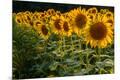 Photographic Print