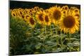 Premium Photographic Print