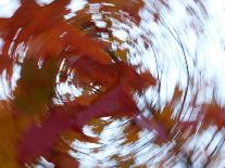 Blurred image of foliage achieved by rotating the camera during time exposure-Jan Halaska-Photographic Print