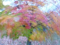 Trees during season change with reflection in lake-Jan Halaska-Photographic Print