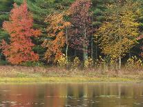 Trees during season change with reflection in lake-Jan Halaska-Photographic Print
