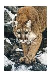 Siberian Tiger-Jan Henderson-Framed Art Print