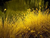 Golden Plants along River with Reflections of Trees-Jan Lakey-Photographic Print