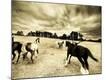 Photographic Print