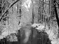 Snow Covered Trees along Creek in Winter Landscape-Jan Lakey-Photographic Print