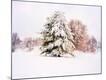 Photographic Print