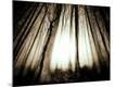Premium Photographic Print