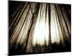 Premium Photographic Print