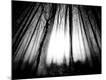 Premium Photographic Print