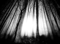Sunlight Shining through Dense Forest-Jan Lakey-Photographic Print