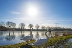 Swan on the Shore of a Sunny Canal in Winter-Jan Marijs-Photographic Print