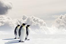 Emperor Penguins In Antarctica-Jan Martin Will-Laminated Photographic Print