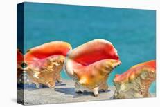 Three Conchs-Jan Michael Ringlever-Stretched Canvas