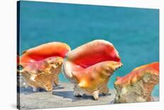 Three Conchs-Jan Michael Ringlever-Stretched Canvas