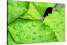 Water Droplets on Lilly Pads-Jan Michael Ringlever-Stretched Canvas