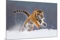 Photographic Print