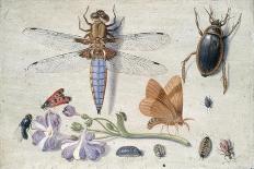 A Cockchafer, Beetle, Woodlice and Other Insects, with a Sprig of Auricula, Early 1650S-Jan van Kessel-Giclee Print
