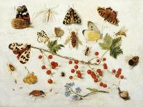 Butterflies, Moths and Other Insects with a Snail and a Sprig of Redcurrants, 1680-Jan Van Kessel-Mounted Giclee Print