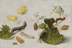 A Cockchafer, Beetle, Woodlice and Other Insects, with a Sprig of Auricula, Early 1650S-Jan van Kessel-Giclee Print