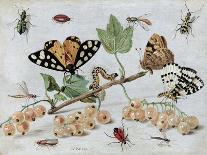 Insects and Fruit-Jan van Kessel-Art Print
