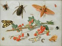 A Sprig of Redcurrants with an Elephant Hawk Moth, a Magpie Moth and Other Insects, 1657-Jan van Kessel the Elder-Giclee Print