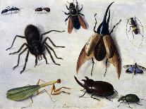 Insects, 1660-Jan van Kessel the Elder-Giclee Print