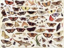 Insects, 1660-Jan van Kessel the Elder-Giclee Print