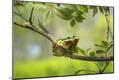 Photographic Print