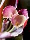 Premium Photographic Print