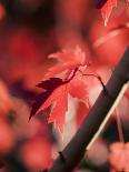 Red Maple Leaves-Jana Liebenstein-Photographic Print