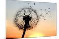 Premium Photographic Print