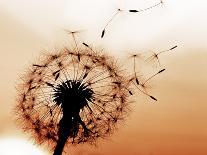 A Dandelion Blowing Seeds in the Wind.-JanBussan-Photographic Print