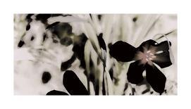 Cymbidium Flow II-Jane-Ann Butler-Framed Giclee Print