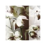 Cymbidium Orchid II-Jane Ann Butler-Giclee Print