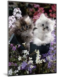 Persian Cat Specialty Art Prints Paintings Posters Wall Art Art Com Persian Cat Specialty Art Prints Paintings Posters Wall Art Art Com