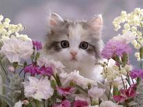 Domestic Cat, 8-Week, Two Fluffy Silver Tabby Kittens Amongst Winter-Flowering Pansies-Jane Burton-Photographic Print